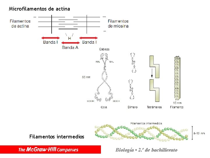 Microfilamentos de actina Filamentos intermedios Biología • 2. º de bachillerato 