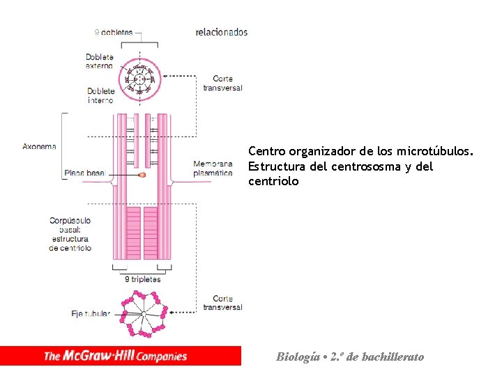 Centro organizador de los microtúbulos. Estructura del centrososma y del centriolo Biología • 2.