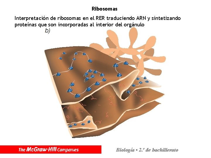 Ribosomas Interpretación de ribosomas en el RER traduciendo ARN y sintetizando proteínas que son