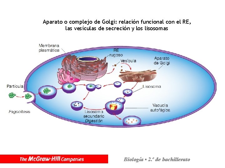 Aparato o complejo de Golgi: relación funcional con el RE, las vesículas de secreción