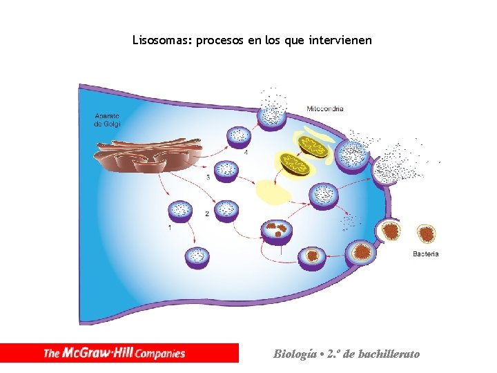 Lisosomas: procesos en los que intervienen Biología • 2. º de bachillerato 