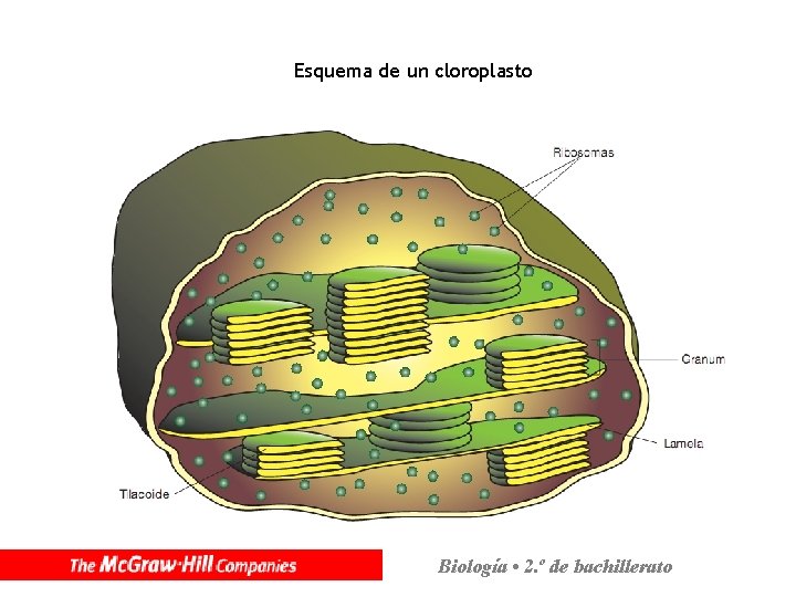 Esquema de un cloroplasto Biología • 2. º de bachillerato 