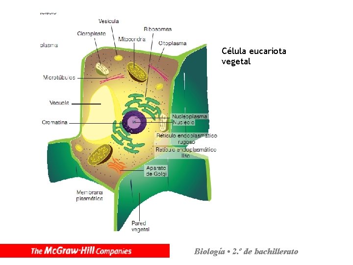 Célula eucariota vegetal Biología • 2. º de bachillerato 