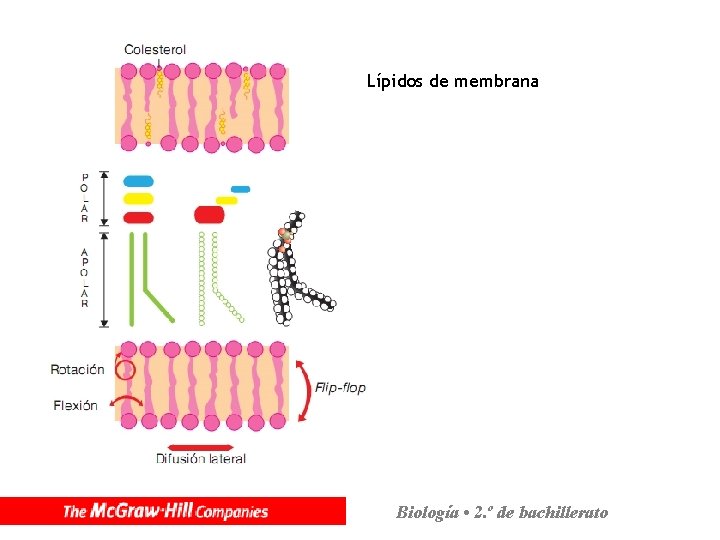 Lípidos de membrana Biología • 2. º de bachillerato 