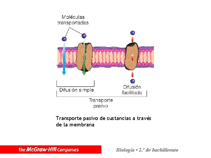 Transporte pasivo de sustancias a través de la membrana Biología • 2. º de