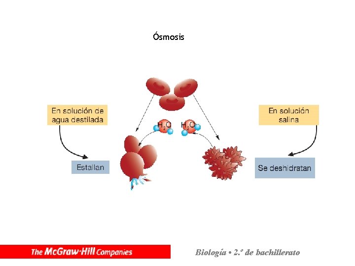 Ósmosis Biología • 2. º de bachillerato 