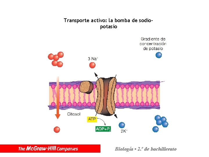 Transporte activo: la bomba de sodiopotasio Biología • 2. º de bachillerato 