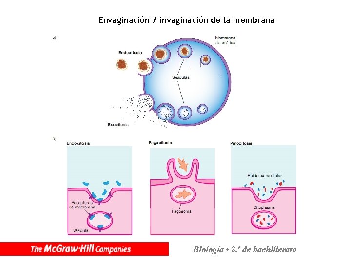 Envaginación / invaginación de la membrana Biología • 2. º de bachillerato 