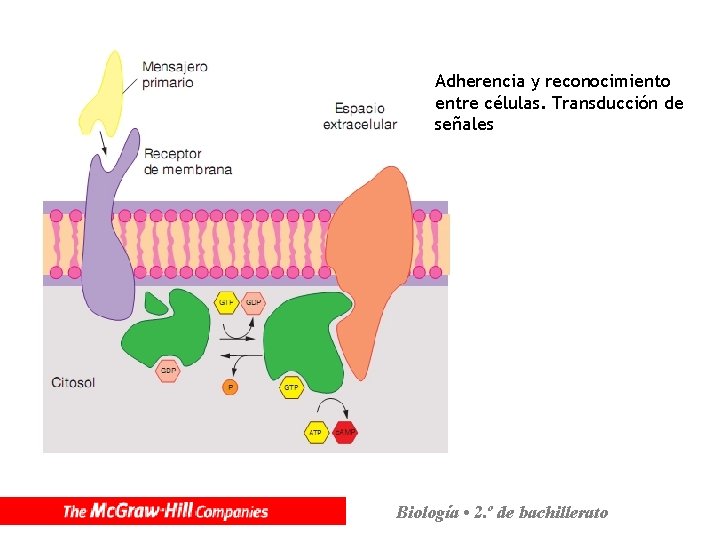 Adherencia y reconocimiento entre células. Transducción de señales Biología • 2. º de bachillerato