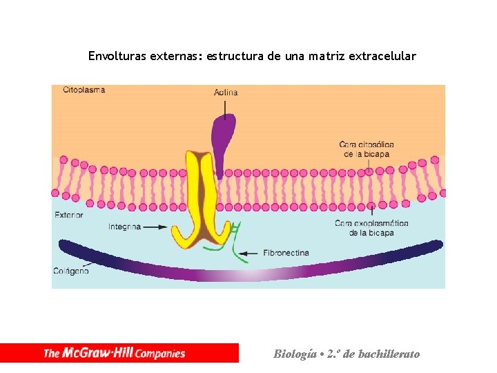 Envolturas externas: estructura de una matriz extracelular Biología • 2. º de bachillerato 