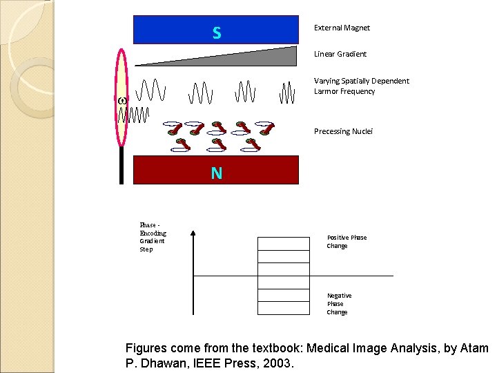 S External Magnet Linear Gradient Varying Spatially Dependent Larmor Frequency w Precessing Nuclei N S External Magnet Linear Gradient Varying Spatially Dependent Larmor Frequency w Precessing Nuclei N