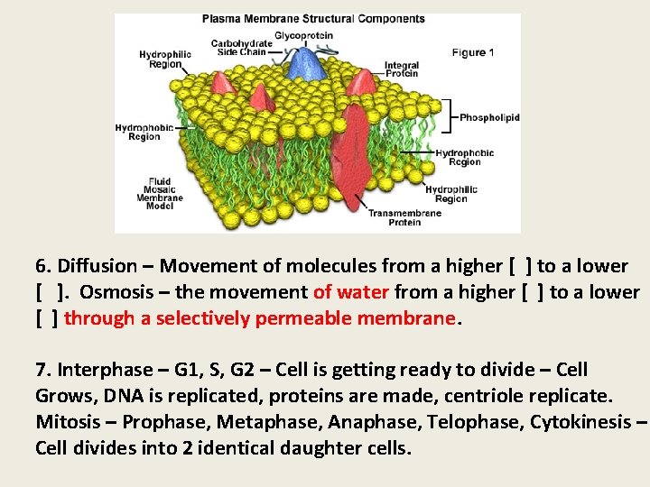 6. Diffusion – Movement of molecules from a higher [ ] to a lower