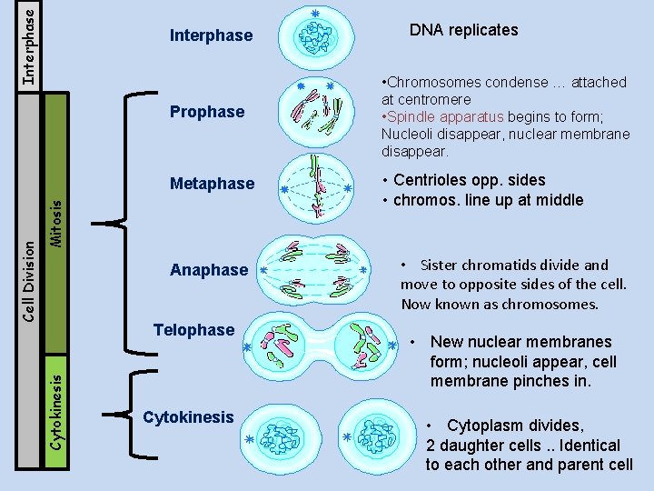 Interphase DNA replicates Metaphase • Centrioles opp. sides • chromos. line up at middle Interphase DNA replicates Metaphase • Centrioles opp. sides • chromos. line up at middle