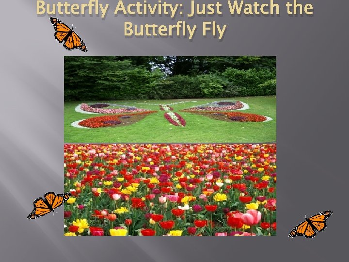 Butterfly Activity: Just Watch the Butterfly Fly 