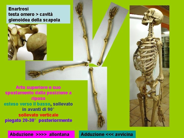 Enartrosi testa omero > cavità glenoidea della scapola Arto superiore e suo spostamento dalla
