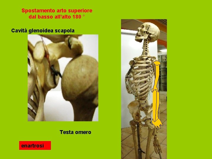 Spostamento arto superiore dal basso all’alto 180 ° Cavità glenoidea scapola Testa omero enartrosi