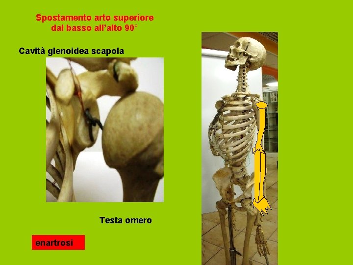 Spostamento arto superiore dal basso all’alto 90° Cavità glenoidea scapola Testa omero enartrosi 