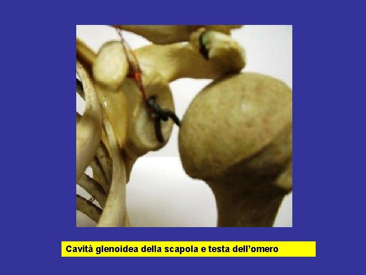 Cavità glenoidea della scapola e testa dell’omero 