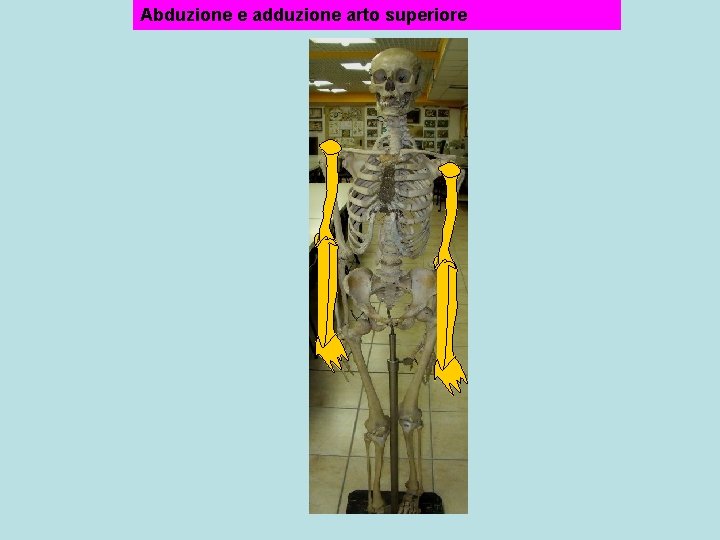 Abduzione e adduzione arto superiore 