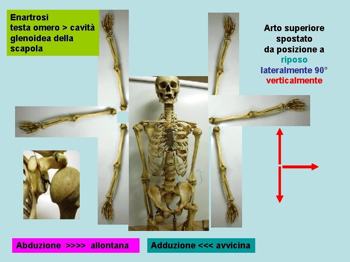 Enartrosi testa omero > cavità glenoidea della scapola Abduzione >>>> allontana Arto superiore spostato