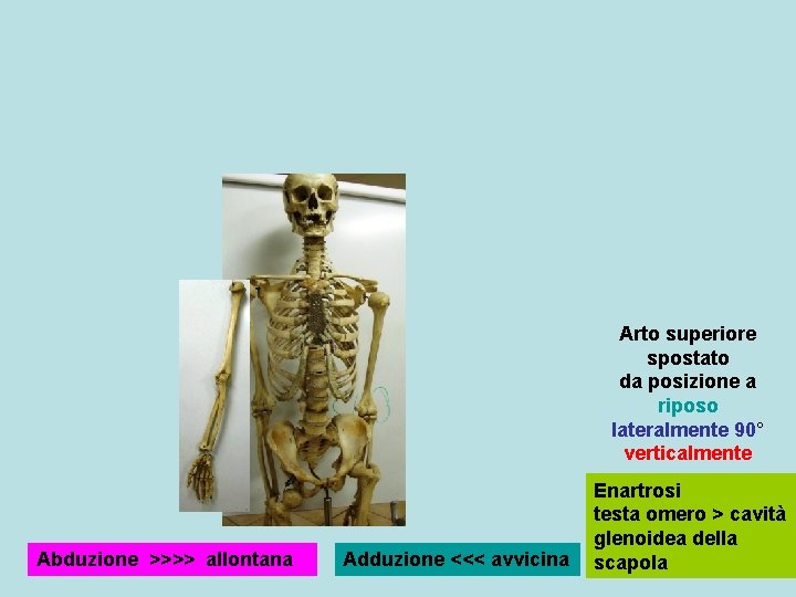 Arto superiore spostato da posizione a riposo lateralmente 90° verticalmente Abduzione >>>> allontana Adduzione