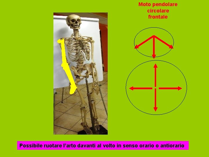 Moto pendolare circolare frontale Possibile ruotare l’arto davanti al volto in senso orario o