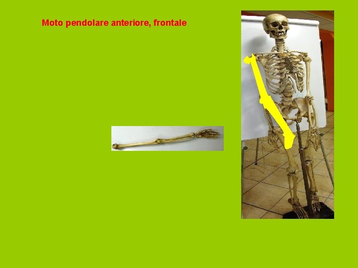 Moto pendolare anteriore, frontale 