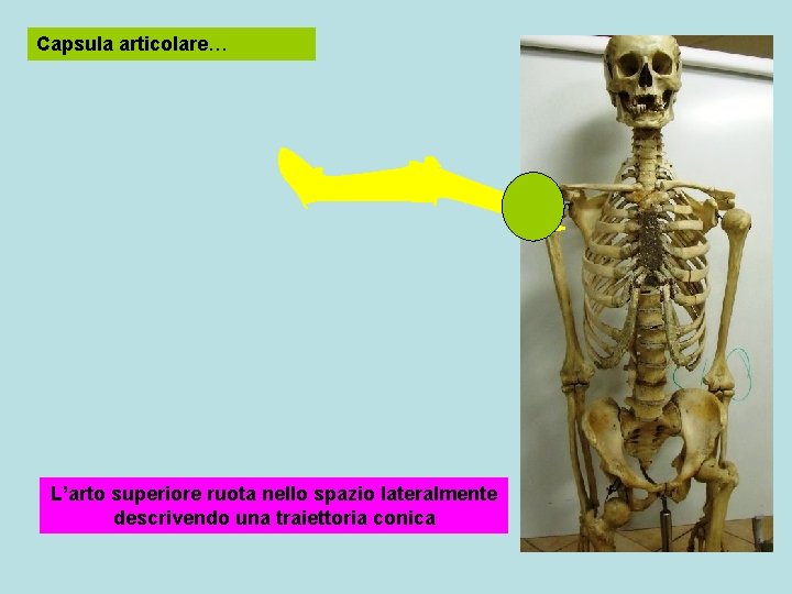 Capsula articolare… L’arto superiore ruota nello spazio lateralmente descrivendo una traiettoria conica 