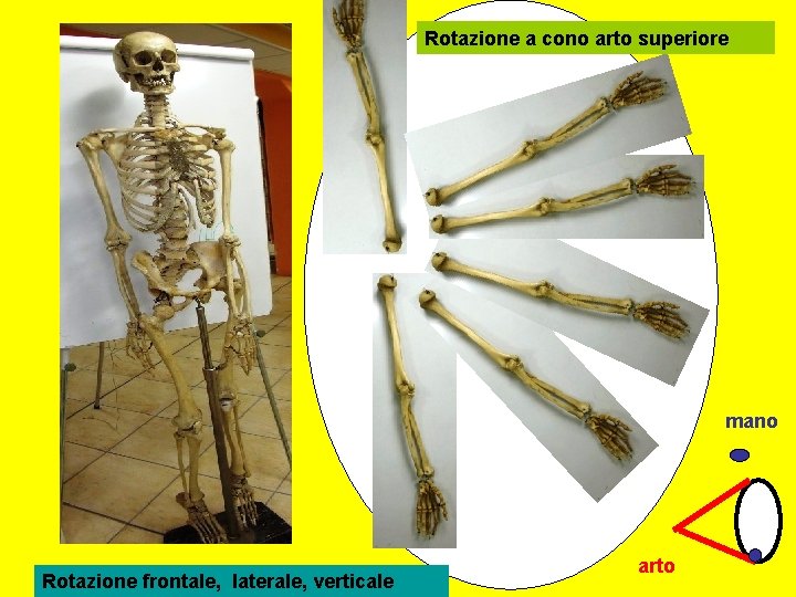 Rotazione a cono arto superiore mano Rotazione frontale, laterale, verticale arto 