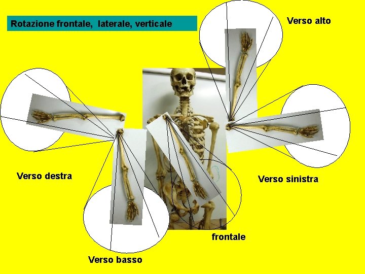 Verso alto Rotazione frontale, laterale, verticale Verso destra Verso sinistra frontale Verso basso 