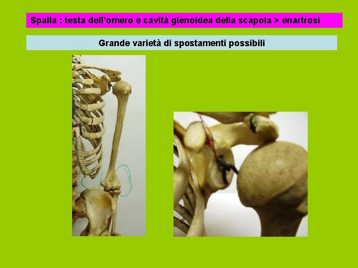 Spalla : testa dell’omero e cavità glenoidea della scapola > enartrosi Grande varietà di