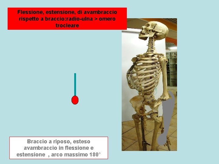 Flessione, estensione, di avambraccio rispetto a braccio: radio-ulna > omero trocleare Braccio a riposo,