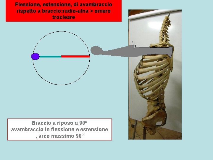 Flessione, estensione, di avambraccio rispetto a braccio: radio-ulna > omero trocleare Braccio a riposo