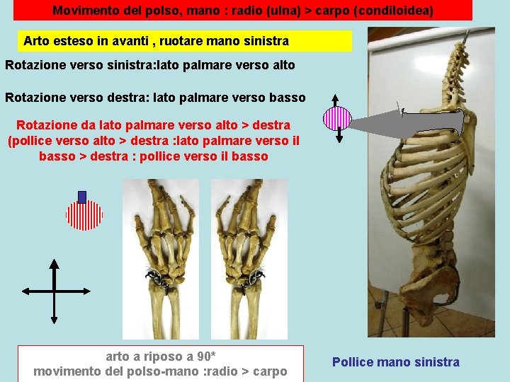 Movimento del polso, mano : radio (ulna) > carpo (condiloidea) Arto esteso in avanti