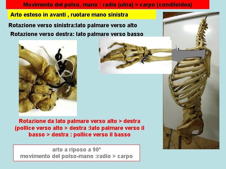 Movimento del polso, mano : radio (ulna) > carpo (condiloidea) Arto esteso in avanti