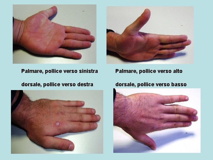 Palmare, pollice verso sinistra Palmare, pollice verso alto dorsale, pollice verso destra dorsale, pollice