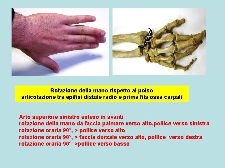Rotazione della mano rispetto al polso articolazione tra epifisi distale radio e prima fila