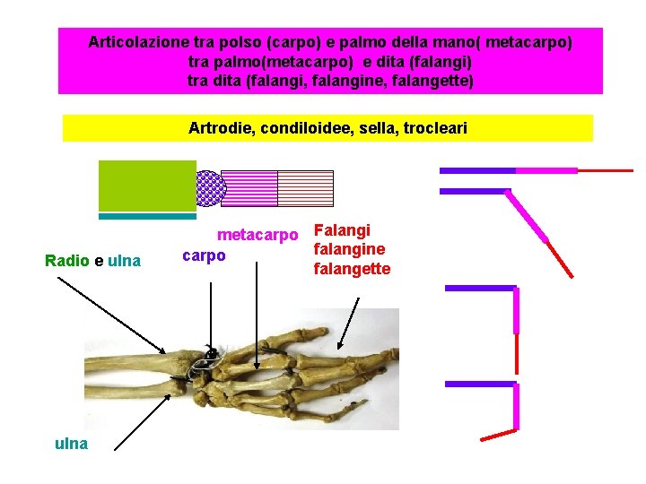 Articolazione tra polso (carpo) e palmo della mano( metacarpo) tra palmo(metacarpo) e dita (falangi)