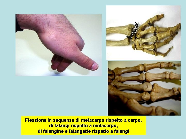 Flessione in sequenza di metacarpo rispetto a carpo, di falangi rispetto a metacarpo, di
