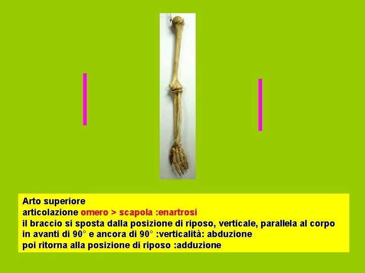Arto superiore articolazione omero > scapola : enartrosi il braccio si sposta dalla posizione