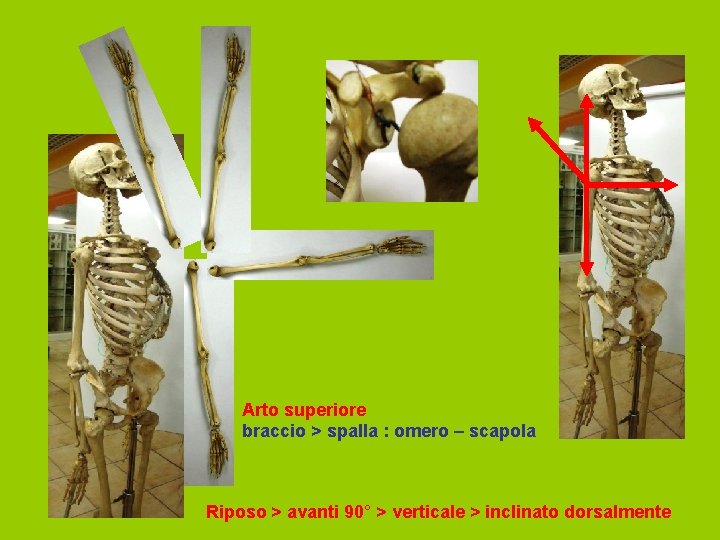 Arto superiore braccio > spalla : omero – scapola Riposo > avanti 90° >