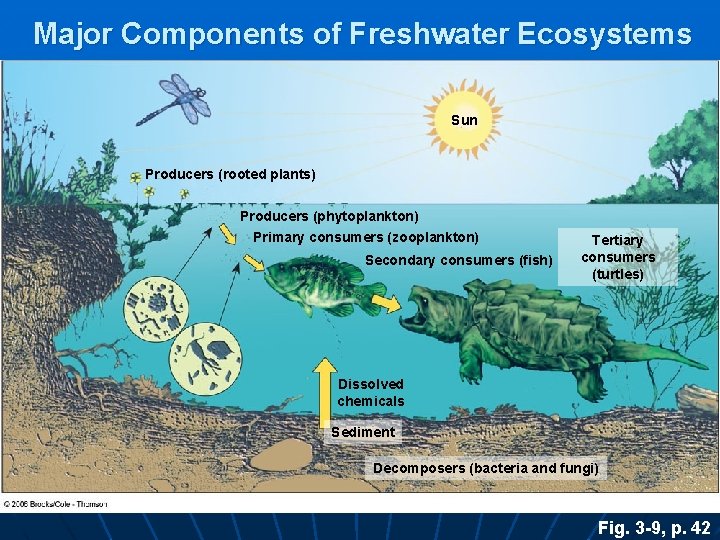 Major Components of Freshwater Ecosystems Sun Producers (rooted plants) Producers (phytoplankton) Primary consumers (zooplankton)