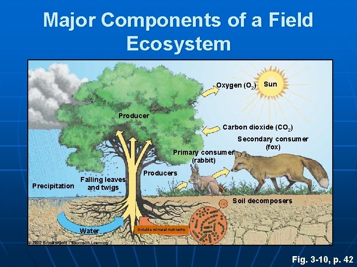 Major Components of a Field Ecosystem Oxygen (O 2) Sun Producer Carbon dioxide (CO