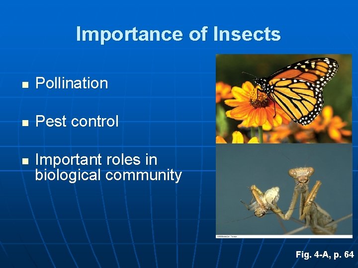 Importance of Insects n Pollination n Pest control n Important roles in biological community