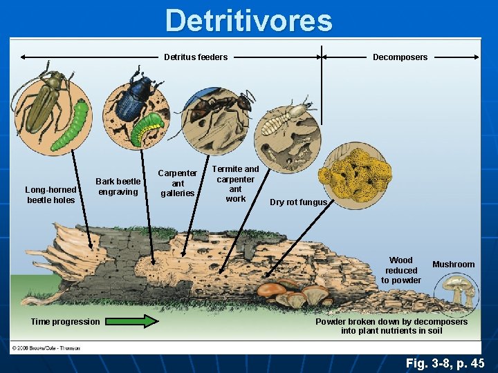 Detritivores Detritus feeders Long-horned beetle holes Bark beetle engraving Carpenter ant galleries Termite and