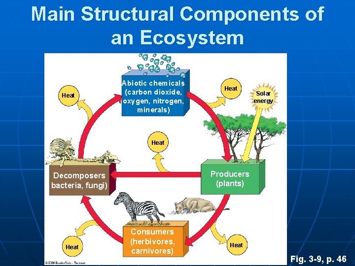 Main Structural Components of an Ecosystem Heat Abiotic chemicals (carbon dioxide, oxygen, nitrogen, minerals)