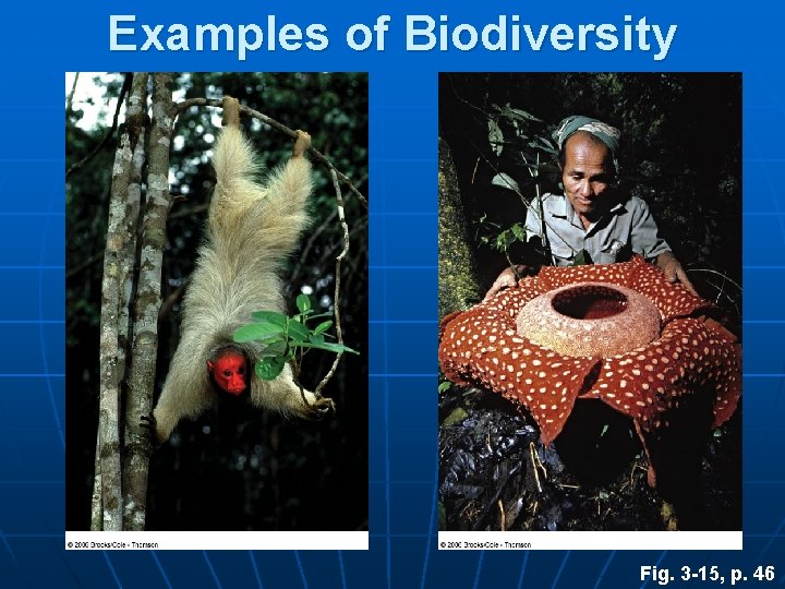 Examples of Biodiversity Fig. 3 -15, p. 46 