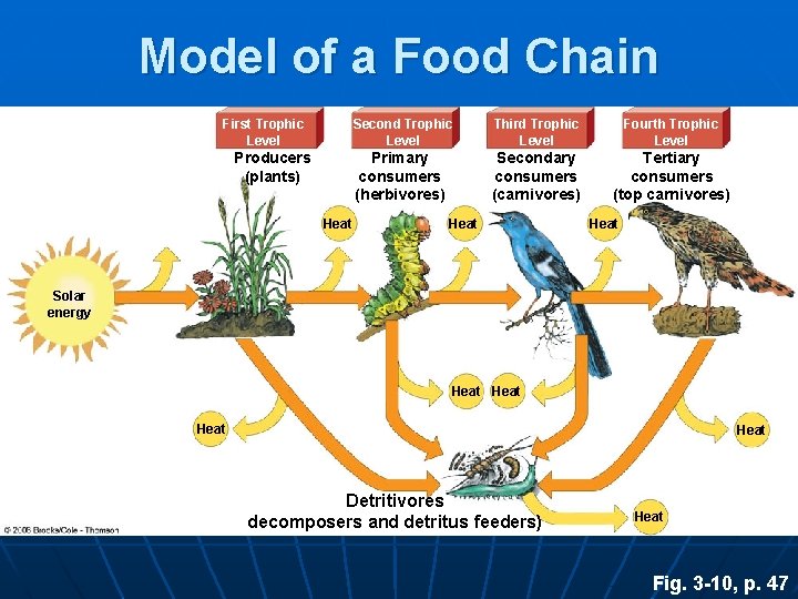 Model of a Food Chain First Trophic Level Producers (plants) Heat Second Trophic Level