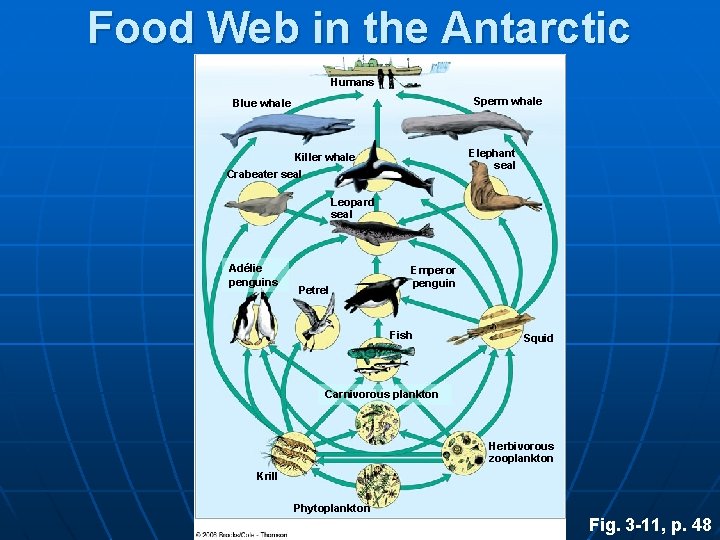 Food Web in the Antarctic Humans Sperm whale Blue whale Elephant seal Killer whale