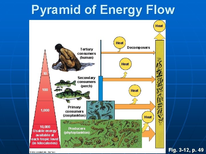 Pyramid of Energy Flow Heat Tertiary consumers (human) Decomposers Heat 10 Secondary consumers (perch)